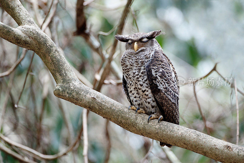 鹰鸮鸟:亚成年斑腹鹰鸮(Bubo nipalensis)，又称森林鹰鸮。